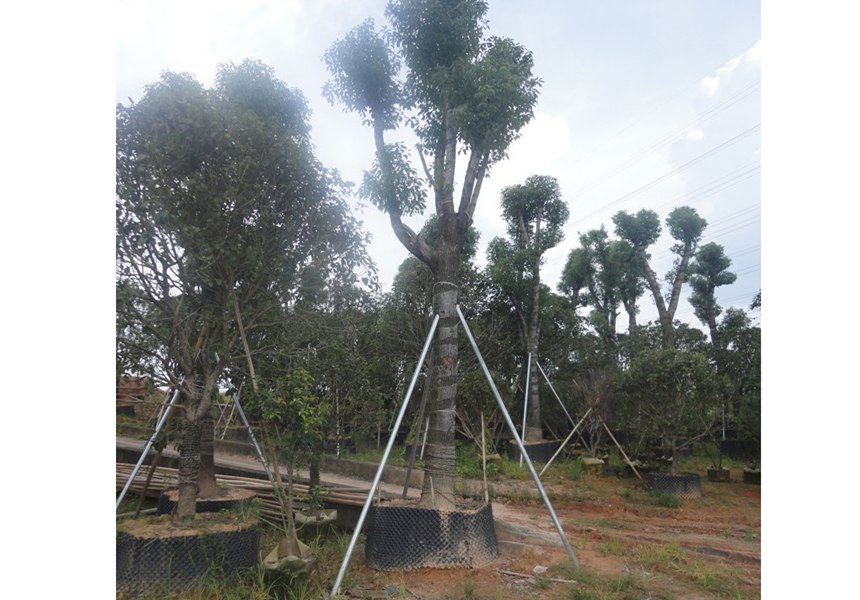 園林公司種植的苗木有哪些優(yōu)勢(shì)