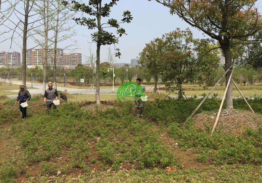 園林綠化地施肥知識