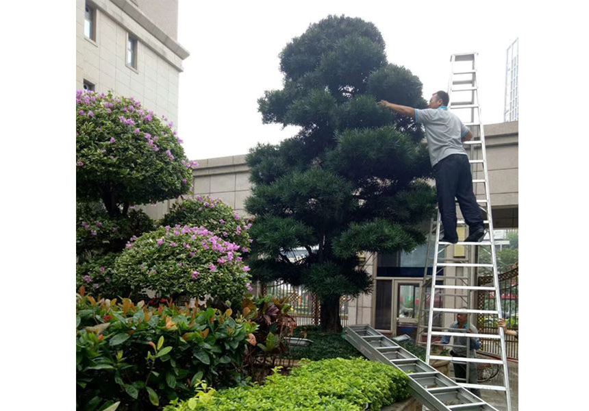 西方古典園林的創(chuàng  )作主導思想